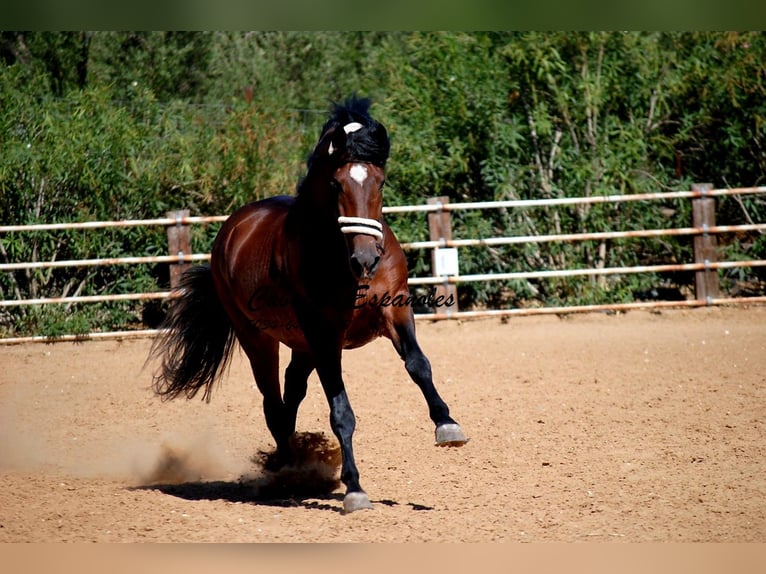PRE Mix Stallone 4 Anni 162 cm Baio in vejer de la frontera