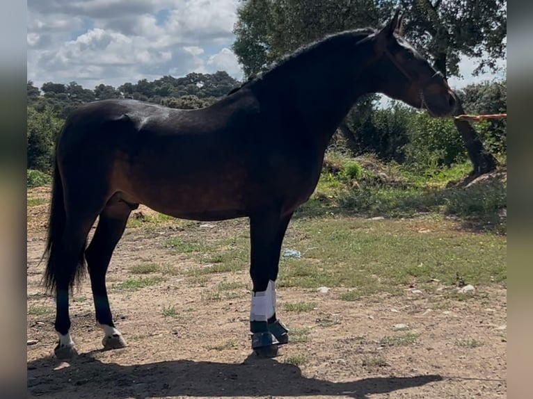 PRE Mix Stallone 4 Anni 162 cm Baio scuro in Talavera De La Reina