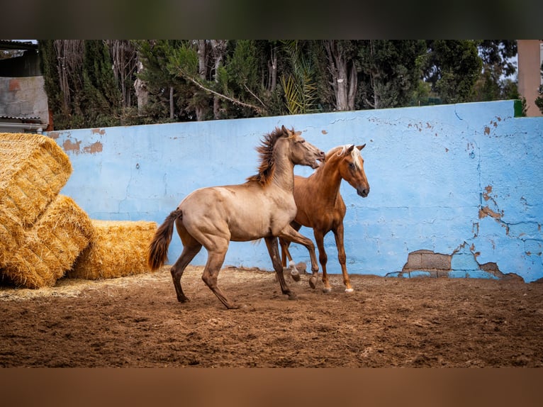 PRE Mix Stallone 4 Anni 162 cm in Valencia