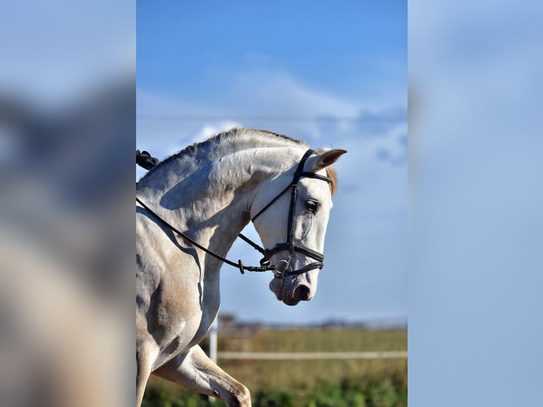 PRE Mix Stallone 4 Anni 162 cm Champagne in Sentmenat