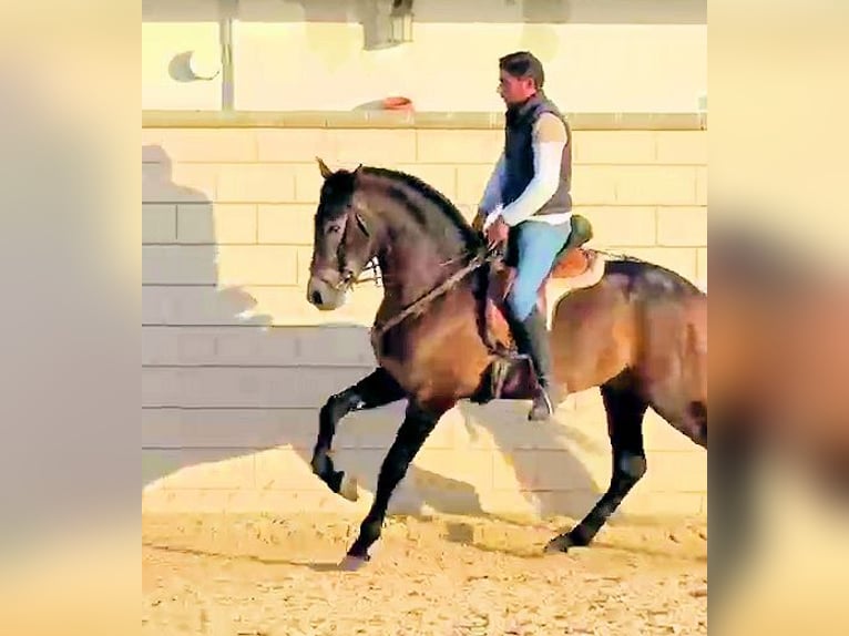 PRE Stallone 4 Anni 162 cm Grigio in Sanlucar