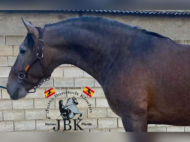 PRE Mix Stallone 4 Anni 162 cm Grigio in Tabernas Almería