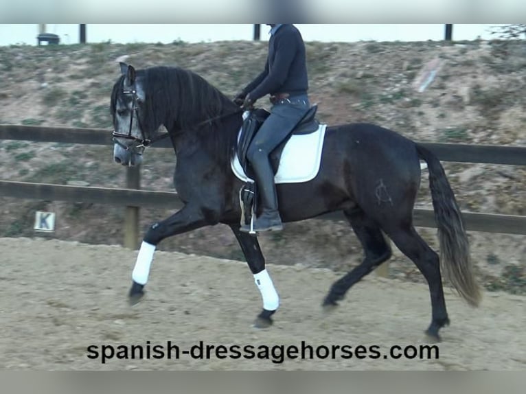 PRE Stallone 4 Anni 162 cm Grigio in Barcelona