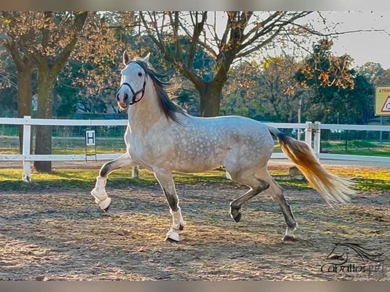 PRE Stallone 4 Anni 162 cm Grigio in Merida