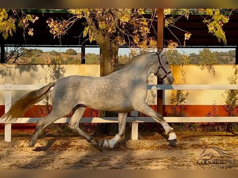 PRE Stallone 4 Anni 162 cm Grigio in Merida