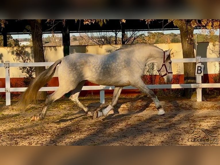 PRE Stallone 4 Anni 162 cm Grigio in Merida