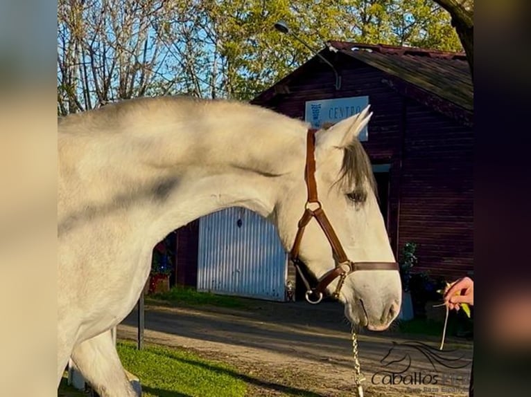 PRE Stallone 4 Anni 162 cm Grigio in Merida