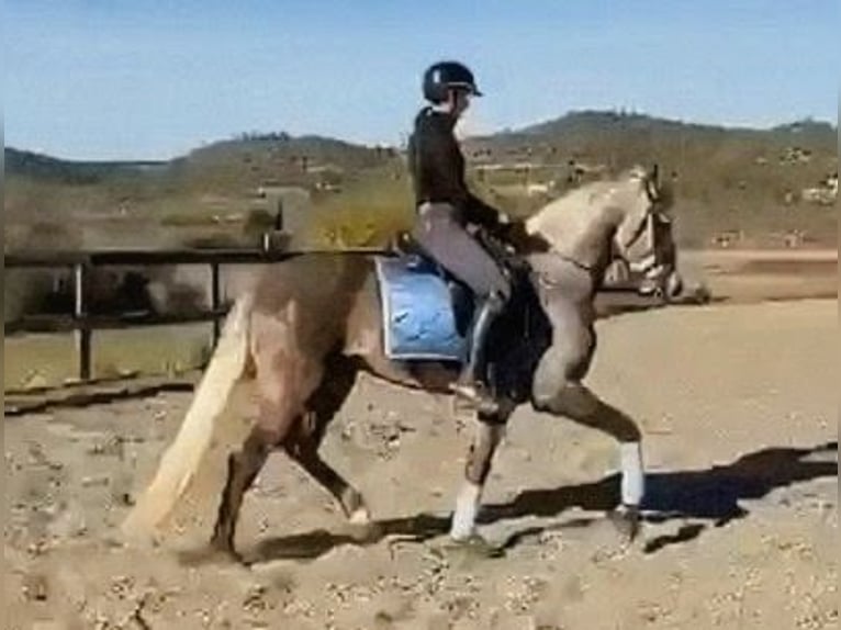 PRE Mix Stallone 4 Anni 162 cm Grigio pezzato in Sevilla