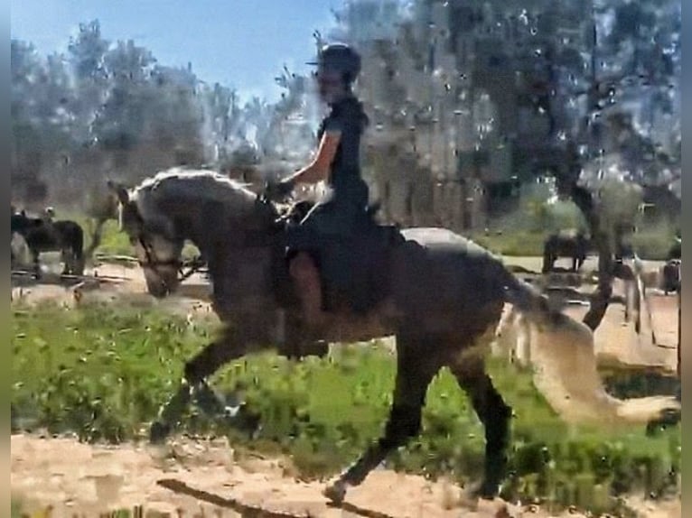 PRE Mix Stallone 4 Anni 162 cm Grigio pezzato in Sevilla