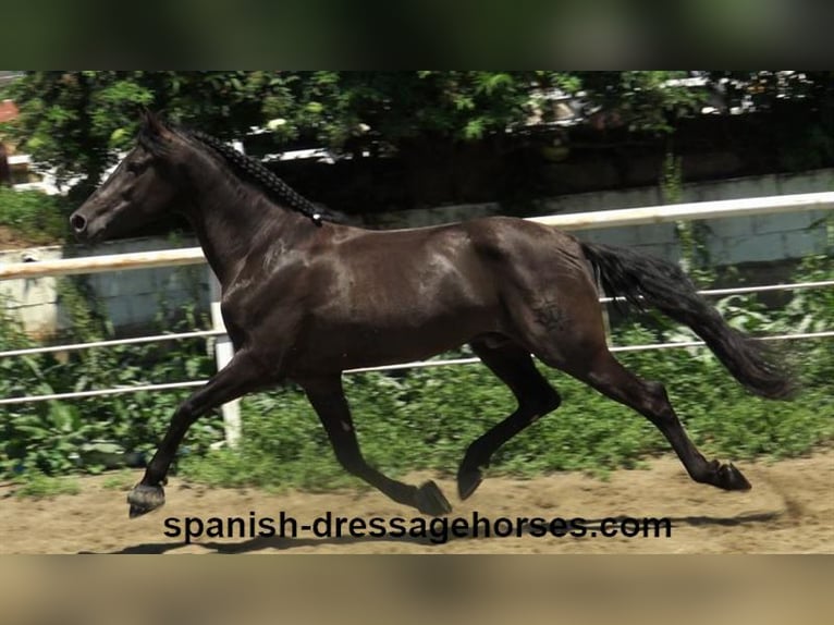 PRE Mix Stallone 4 Anni 162 cm Morello in Barcelona