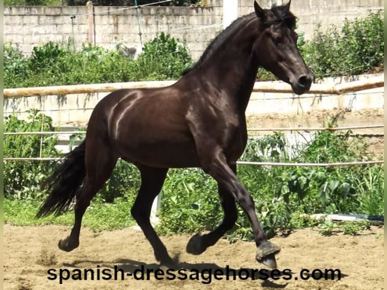 PRE Mix Stallone 4 Anni 162 cm Morello in Barcelona