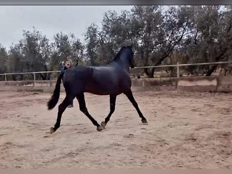 PRE Stallone 4 Anni 162 cm Morello in Vejer de la Frontera
