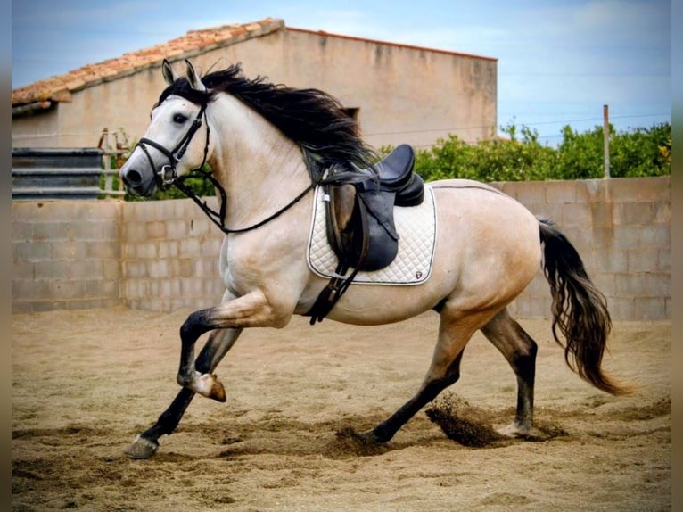 PRE Mix Stallone 4 Anni 162 cm Può diventare grigio in Valencia