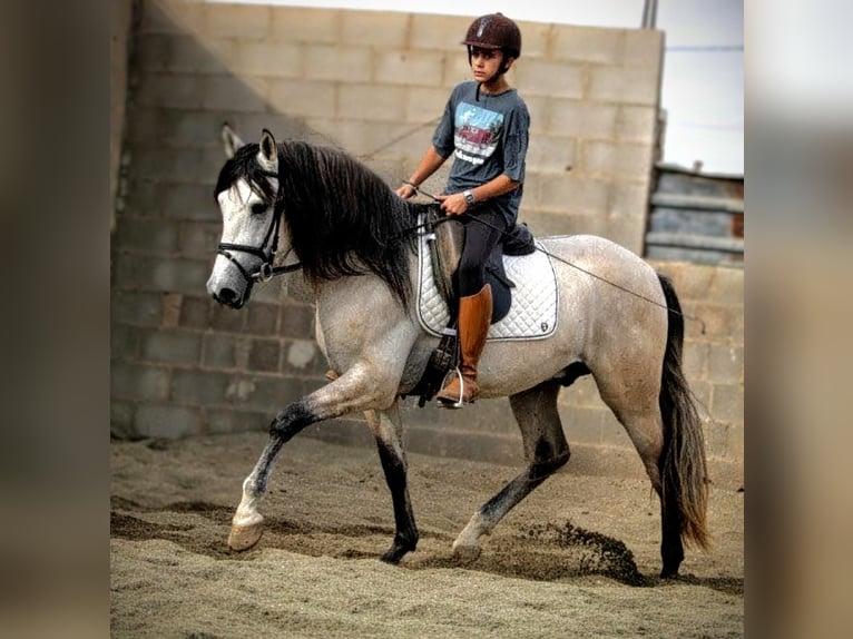 PRE Mix Stallone 4 Anni 162 cm Può diventare grigio in Valencia