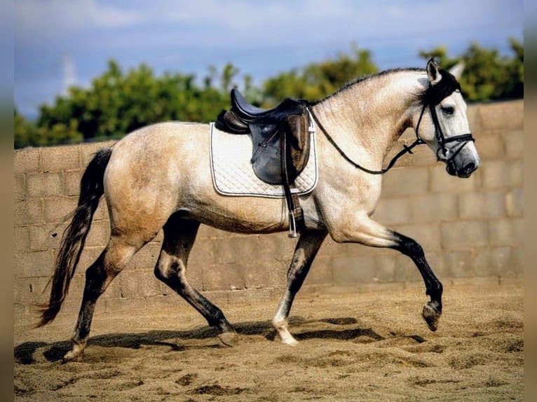 PRE Mix Stallone 4 Anni 162 cm Può diventare grigio in Valencia