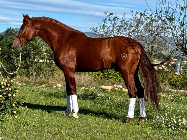 PRE Mix Stallone 4 Anni 162 cm Sauro in Martfeld