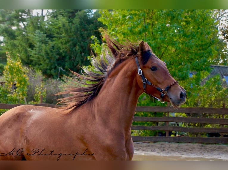 PRE Mix Stallone 4 Anni 163 cm Baio in Polenz