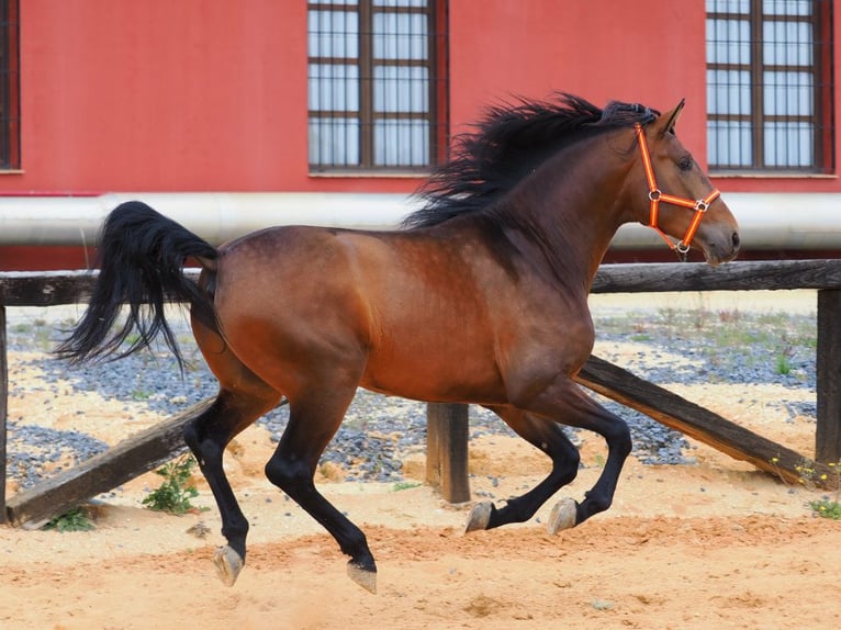 PRE Mix Stallone 4 Anni 163 cm Baio in Navas Del Madroño