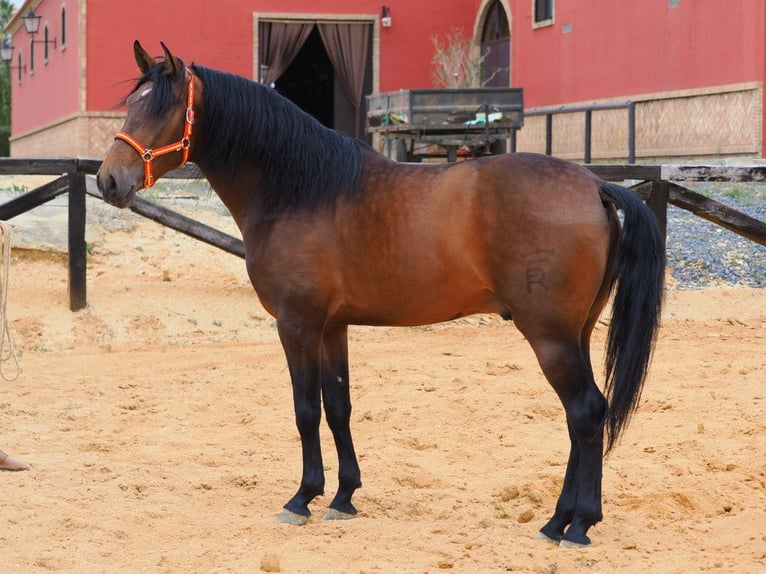 PRE Mix Stallone 4 Anni 163 cm Baio in Navas Del Madroño