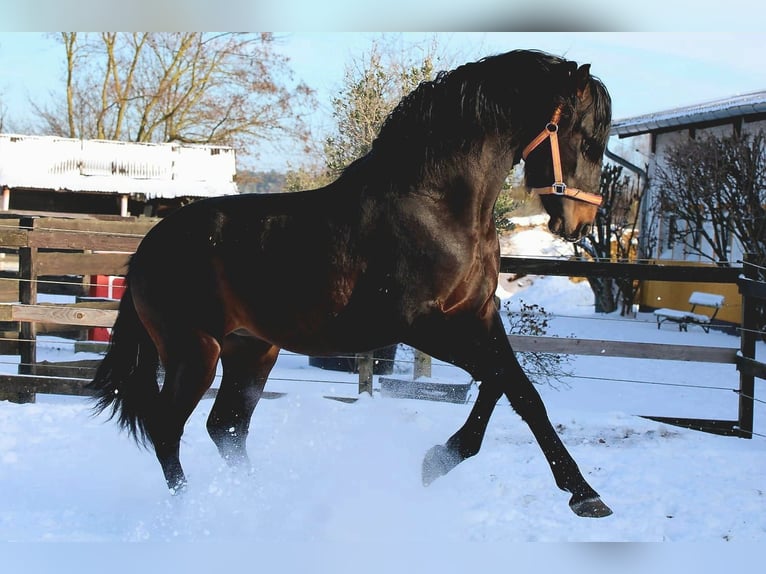 PRE Stallone 4 Anni 163 cm Baio nero in Polenz