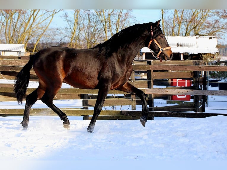 PRE Stallone 4 Anni 163 cm Baio scuro in Polenz