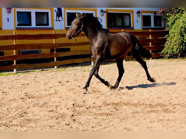 PRE Stallone 4 Anni 163 cm Baio scuro in Polenz
