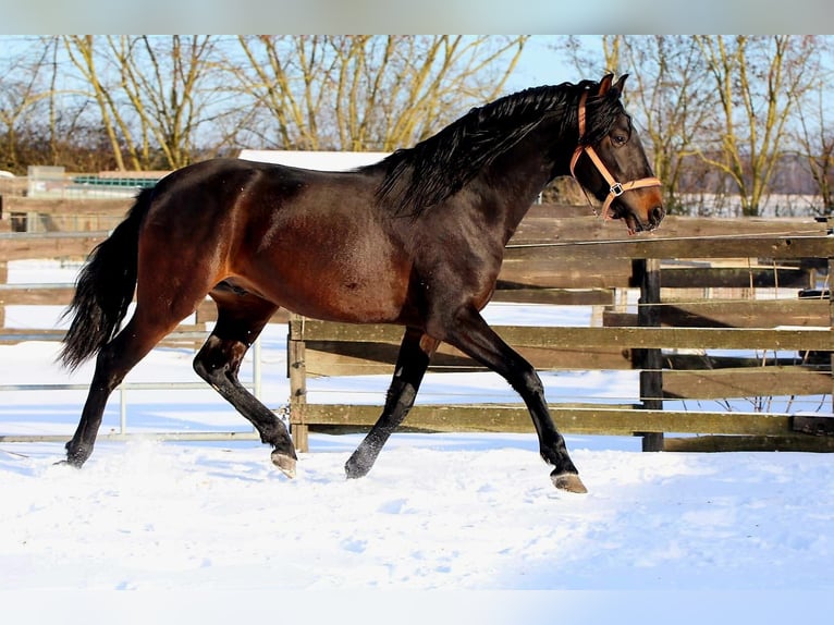 PRE Stallone 4 Anni 163 cm Baio scuro in Polenz