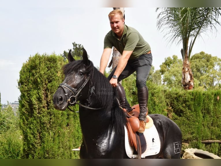 PRE Stallone 4 Anni 163 cm Baio scuro in Provinz Malaga