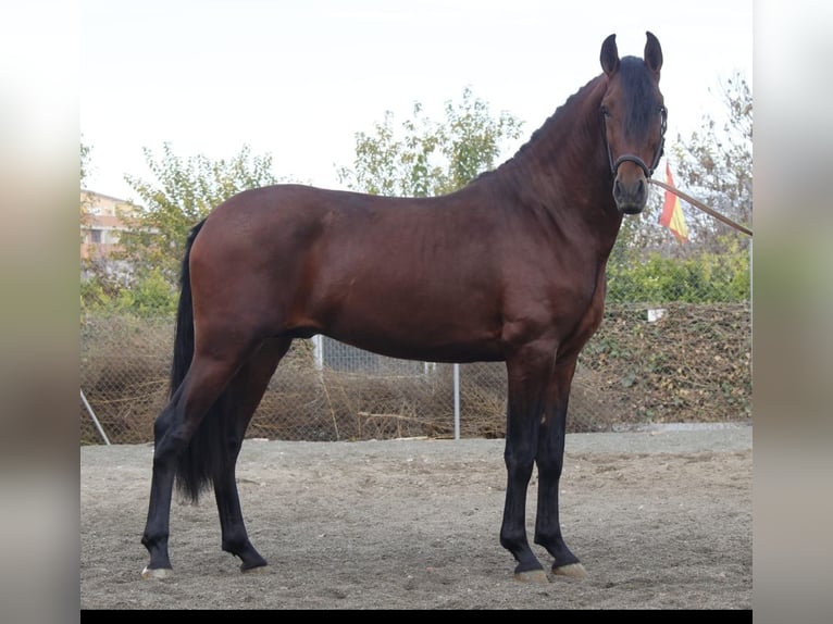 PRE Stallone 4 Anni 163 cm in Murcia