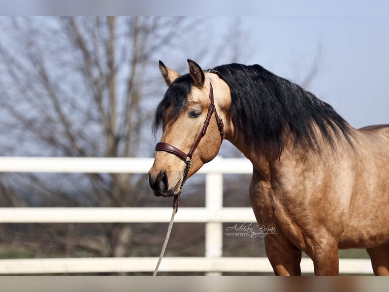 PRE Mix Stallone 4 Anni 163 cm Falbo in Niederstaufen