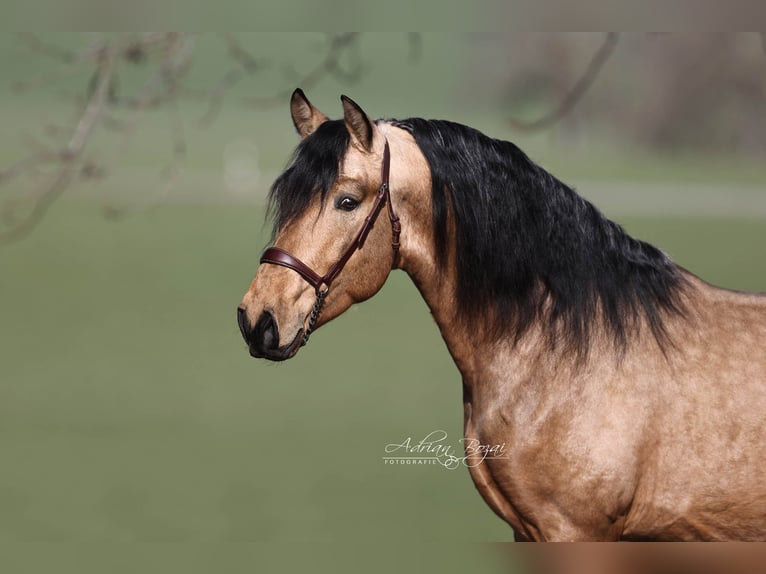 PRE Mix Stallone 4 Anni 163 cm Falbo in Niederstaufen