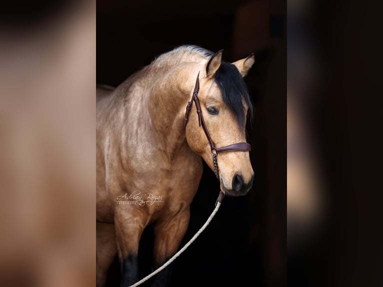 PRE Mix Stallone 4 Anni 163 cm Falbo in Niederstaufen