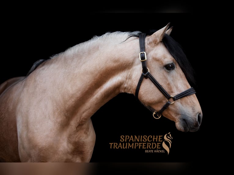 PRE Mix Stallone 4 Anni 163 cm Falbo in Traventhal