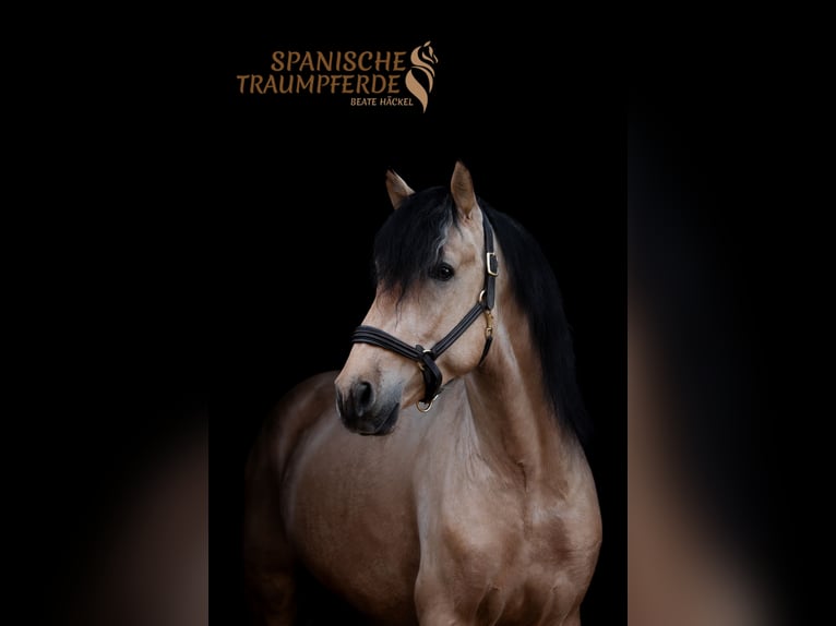 PRE Mix Stallone 4 Anni 163 cm Falbo in Traventhal