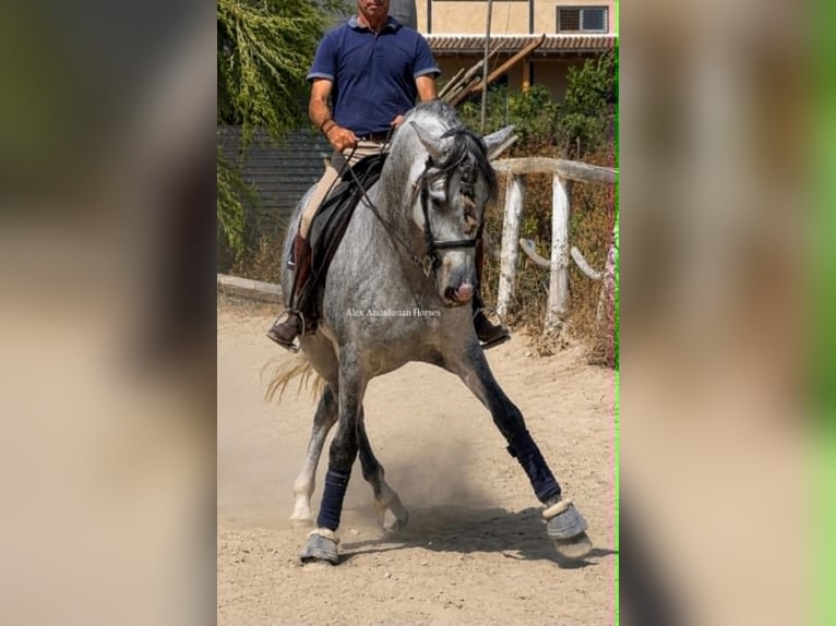 PRE Mix Stallone 4 Anni 163 cm Grigio in Sevilla