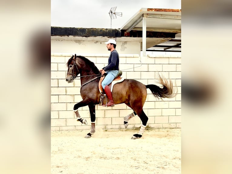 PRE Stallone 4 Anni 163 cm Grigio ferro in Jerez