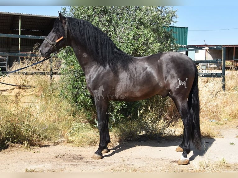 PRE Stallone 4 Anni 163 cm Morello in Provinz Malaga