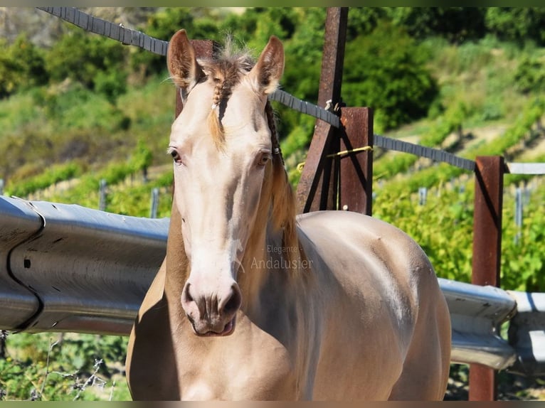 PRE Stallone 4 Anni 163 cm Pearl in Provinz Cordoba