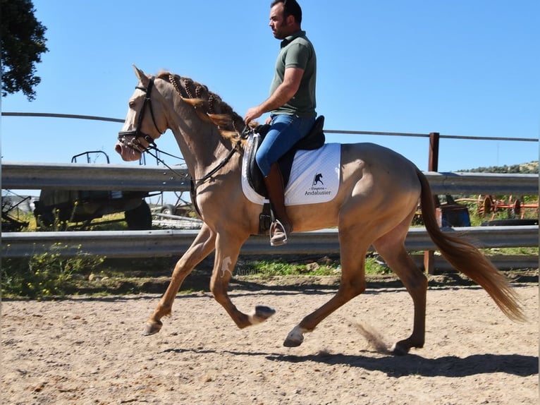 PRE Stallone 4 Anni 163 cm Pearl in Provinz Cordoba