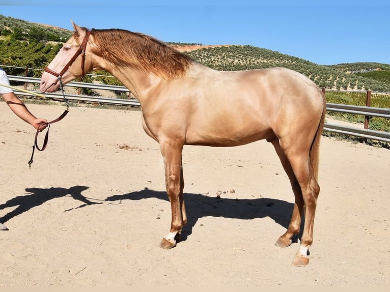 PRE Stallone 4 Anni 163 cm Pearl in Provinz Cordoba