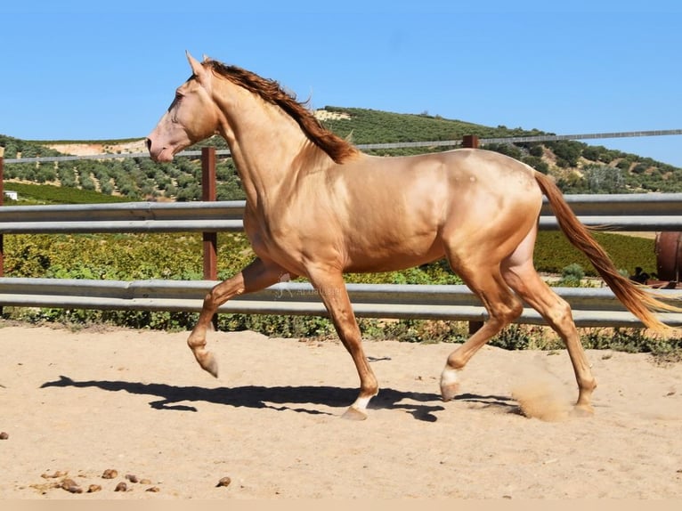 PRE Stallone 4 Anni 163 cm Pearl in Provinz Cordoba