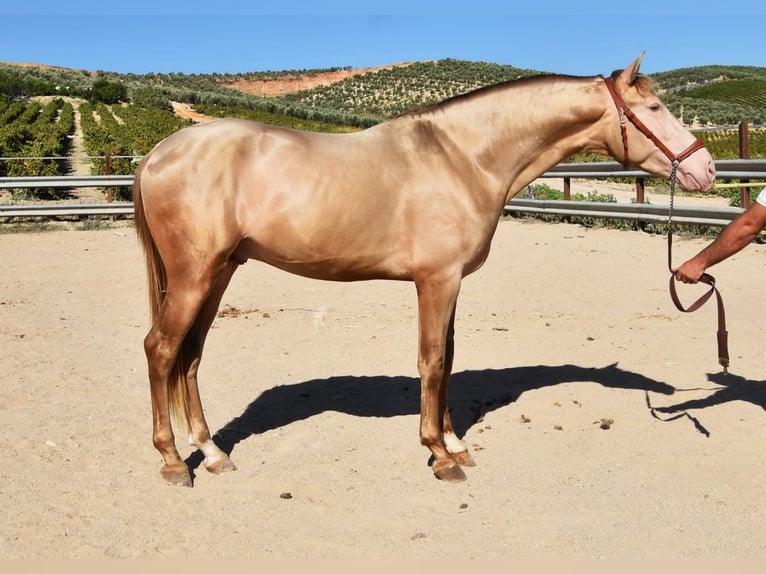 PRE Stallone 4 Anni 163 cm Pearl in Provinz Cordoba