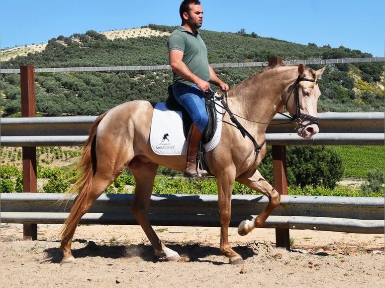 PRE Stallone 4 Anni 163 cm Pearl in Provinz Cordoba