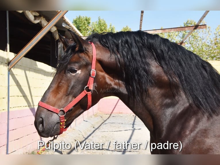 PRE Stallone 4 Anni 163 cm Pearl in Provinz Cordoba