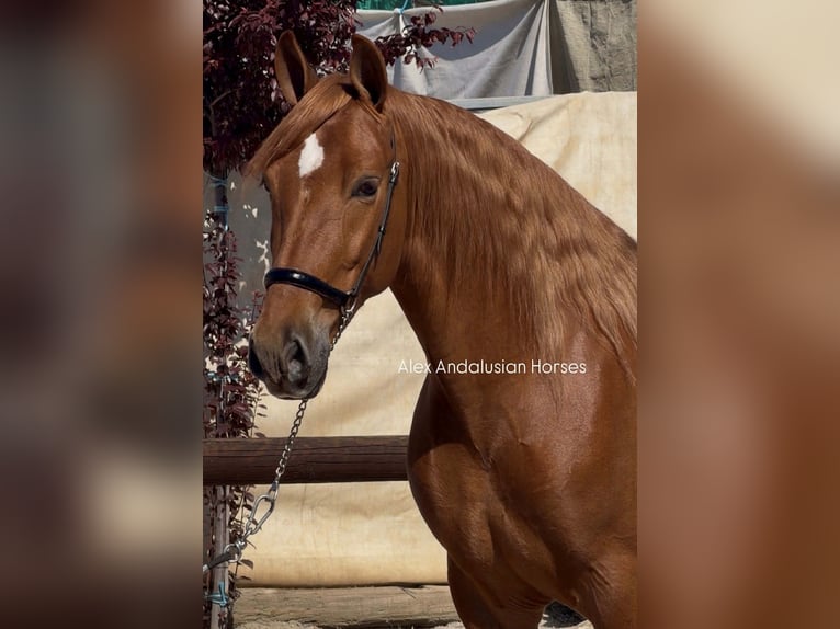 PRE Mix Stallone 4 Anni 163 cm Sauro in Sevilla