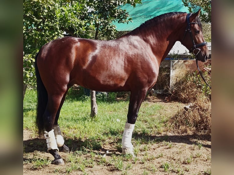 PRE Stallone 4 Anni 164 cm Baio in Eivissa