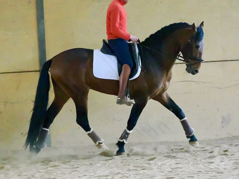 PRE Mix Stallone 4 Anni 164 cm Baio in Navas Del Madroño
