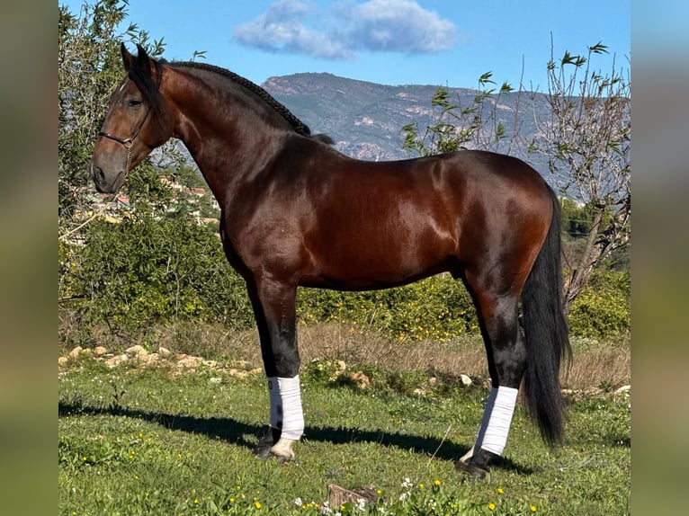 PRE Mix Stallone 4 Anni 164 cm Baio scuro in Martfeld