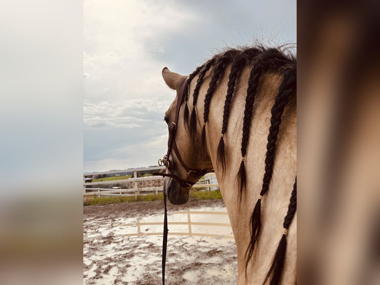 PRE Mix Stallone 4 Anni 164 cm Falbo in Sigmarszell