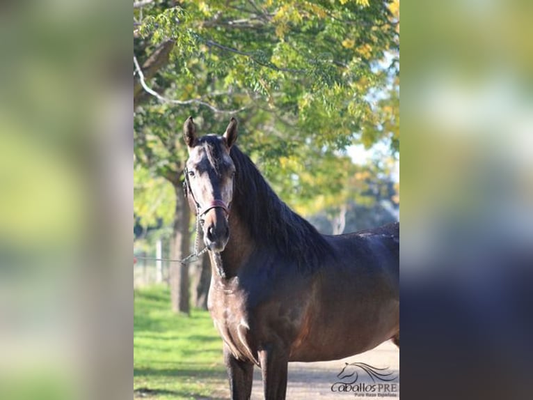 PRE Stallone 4 Anni 164 cm Grigio in Merida